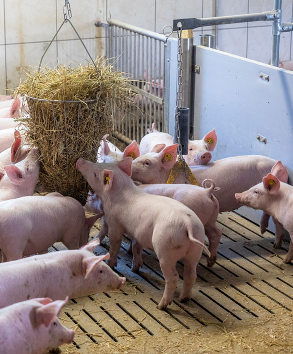 Schweine fressen Stroh aus einem Korb