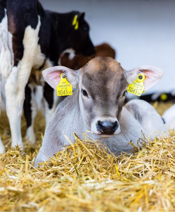 Kalb liegt im Stroh und schaut in die Kamera